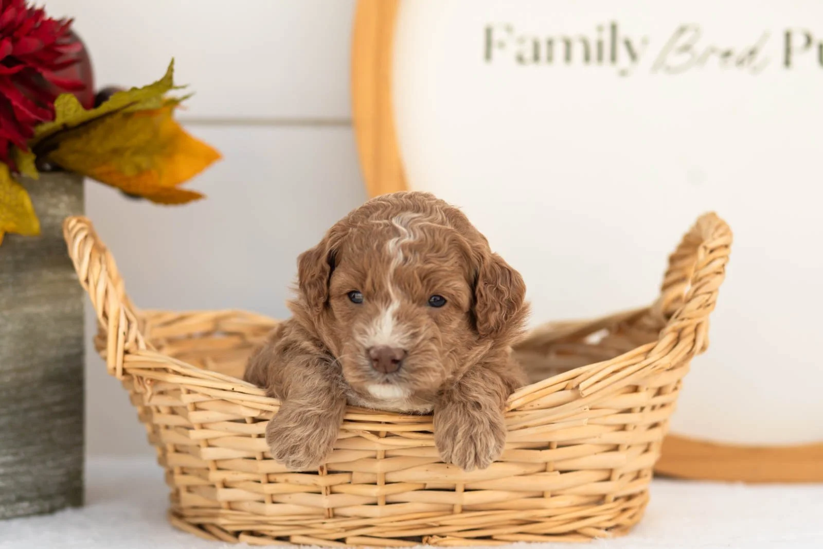 Gala goldendoodle for sale(3).jpg
