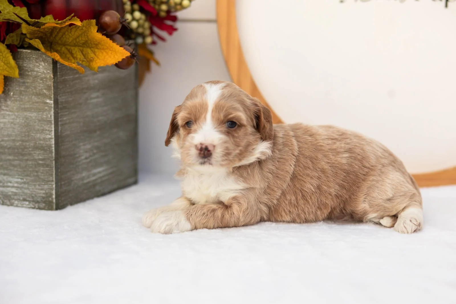 Granny Smith goldendoodle for sale(1).jpg