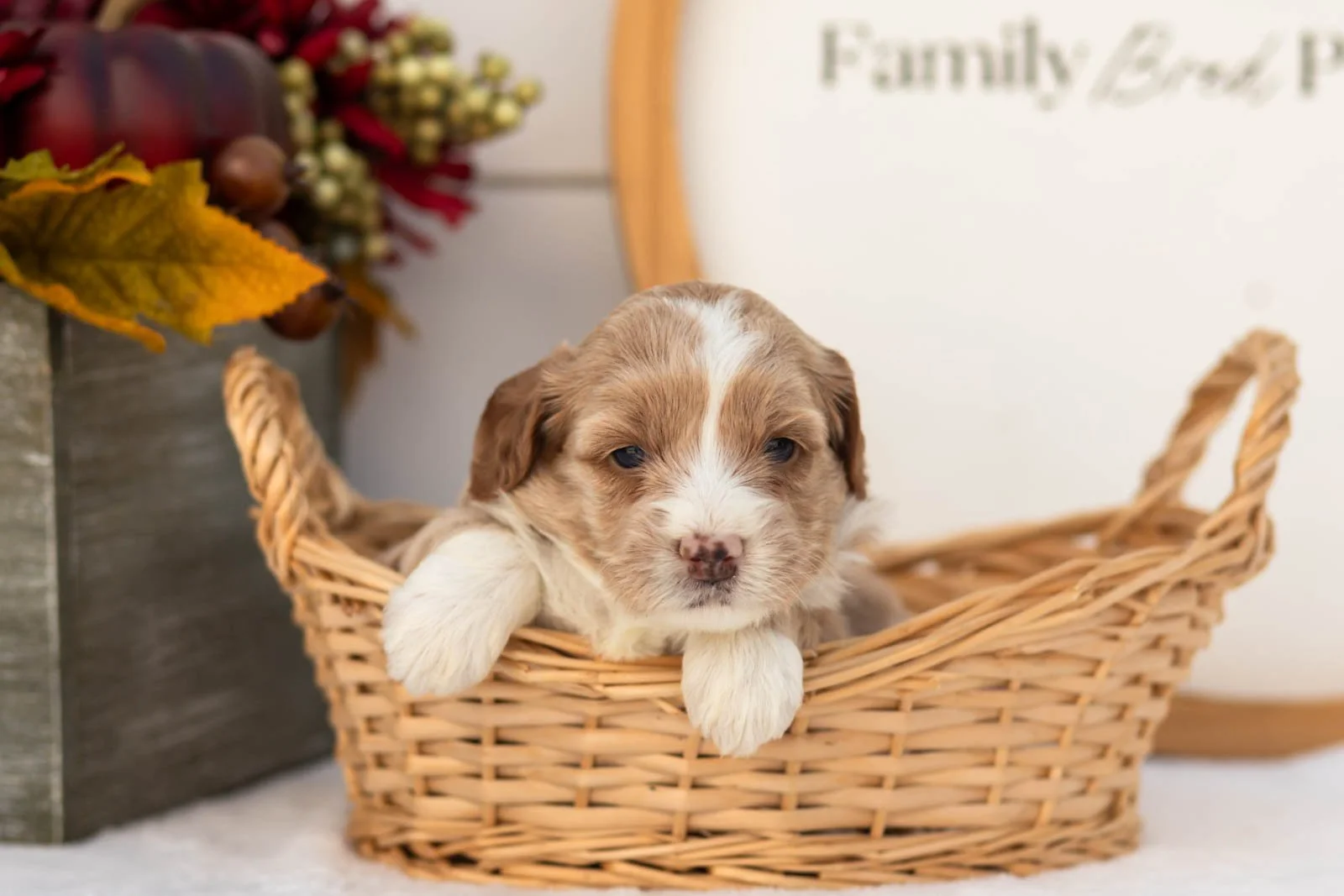 Granny Smith goldendoodle for sale(4).jpg