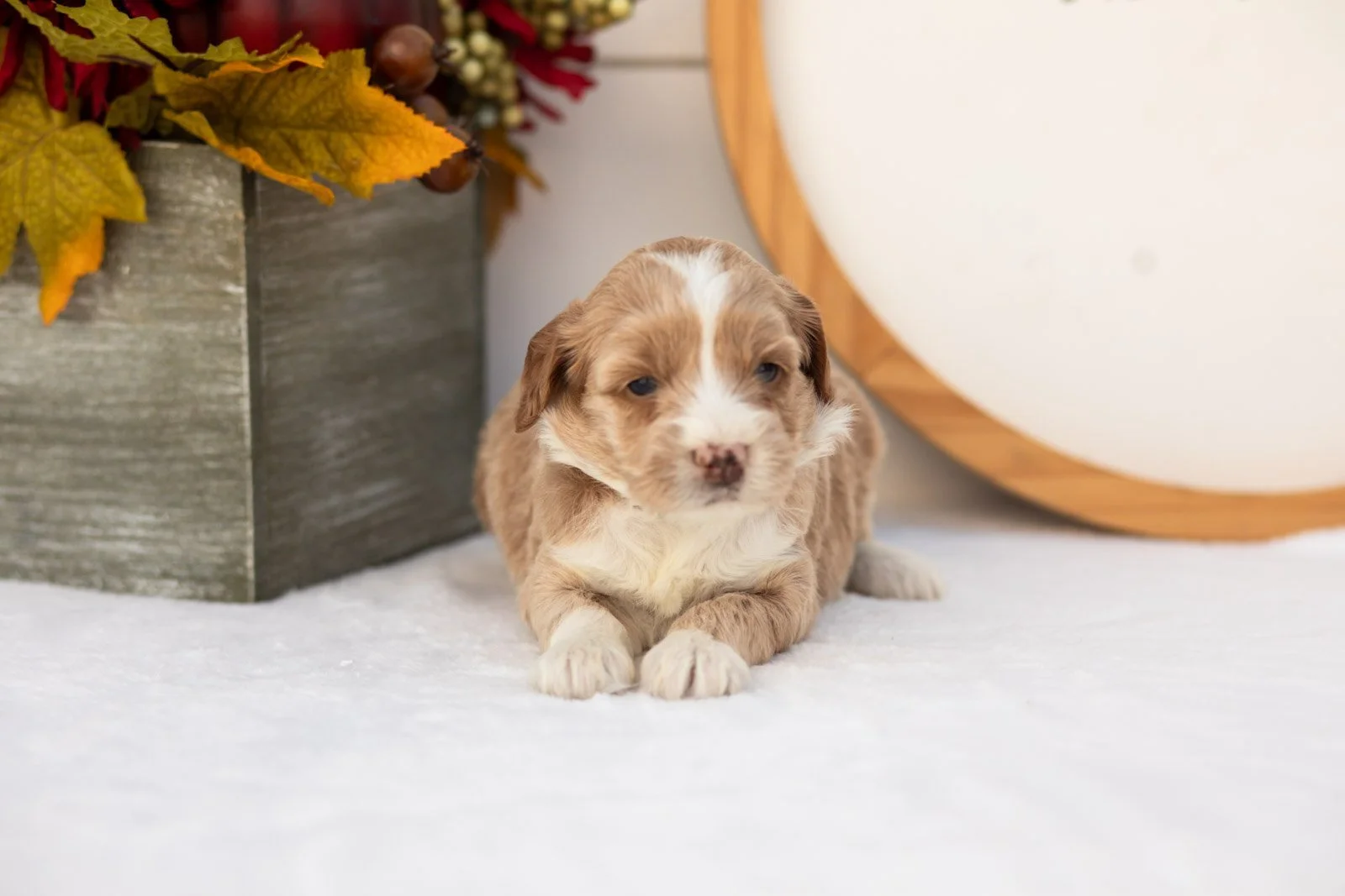 Granny Smith goldendoodle for sale(3).jpg