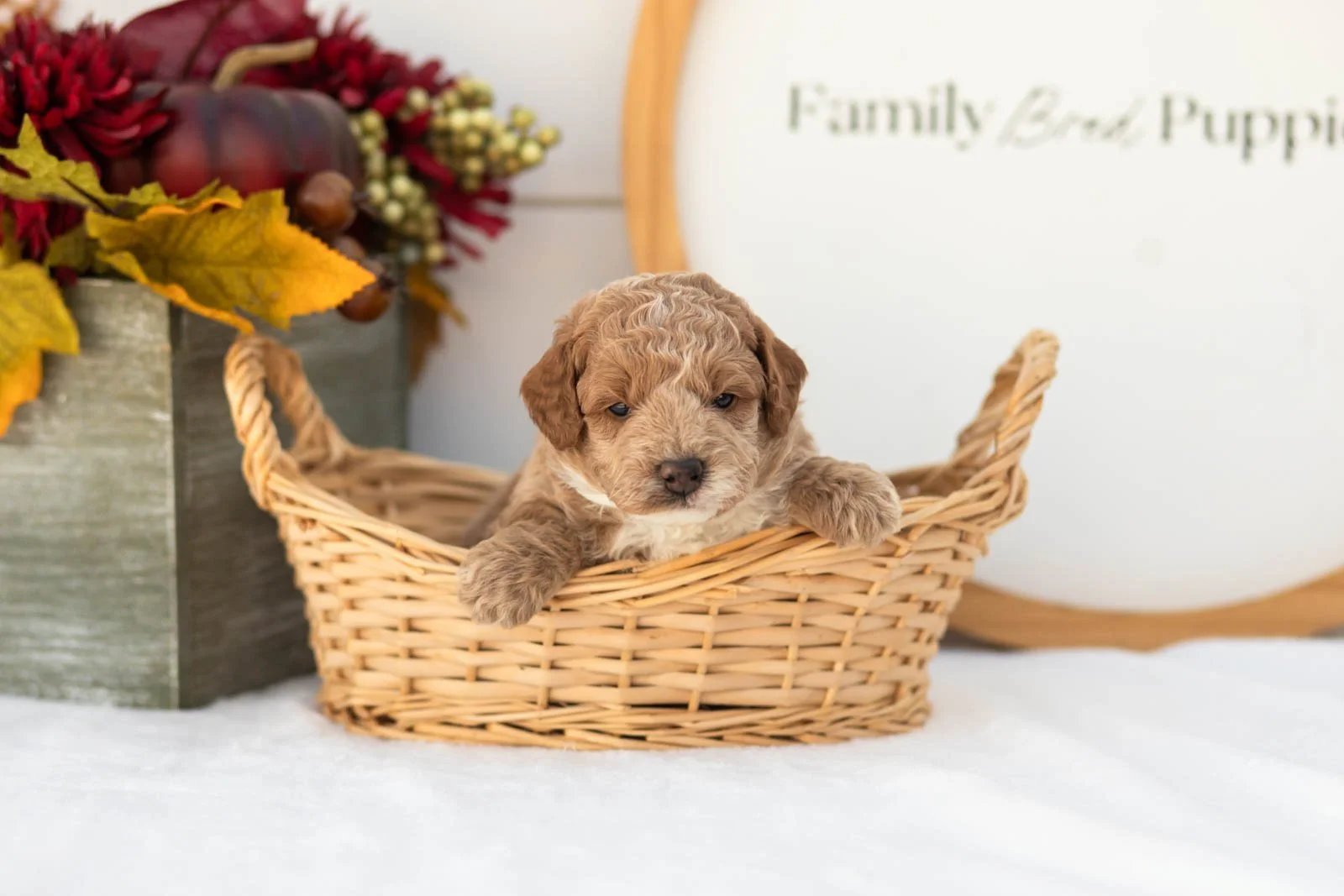 Fuji goldendoodle for sale(4).jpg