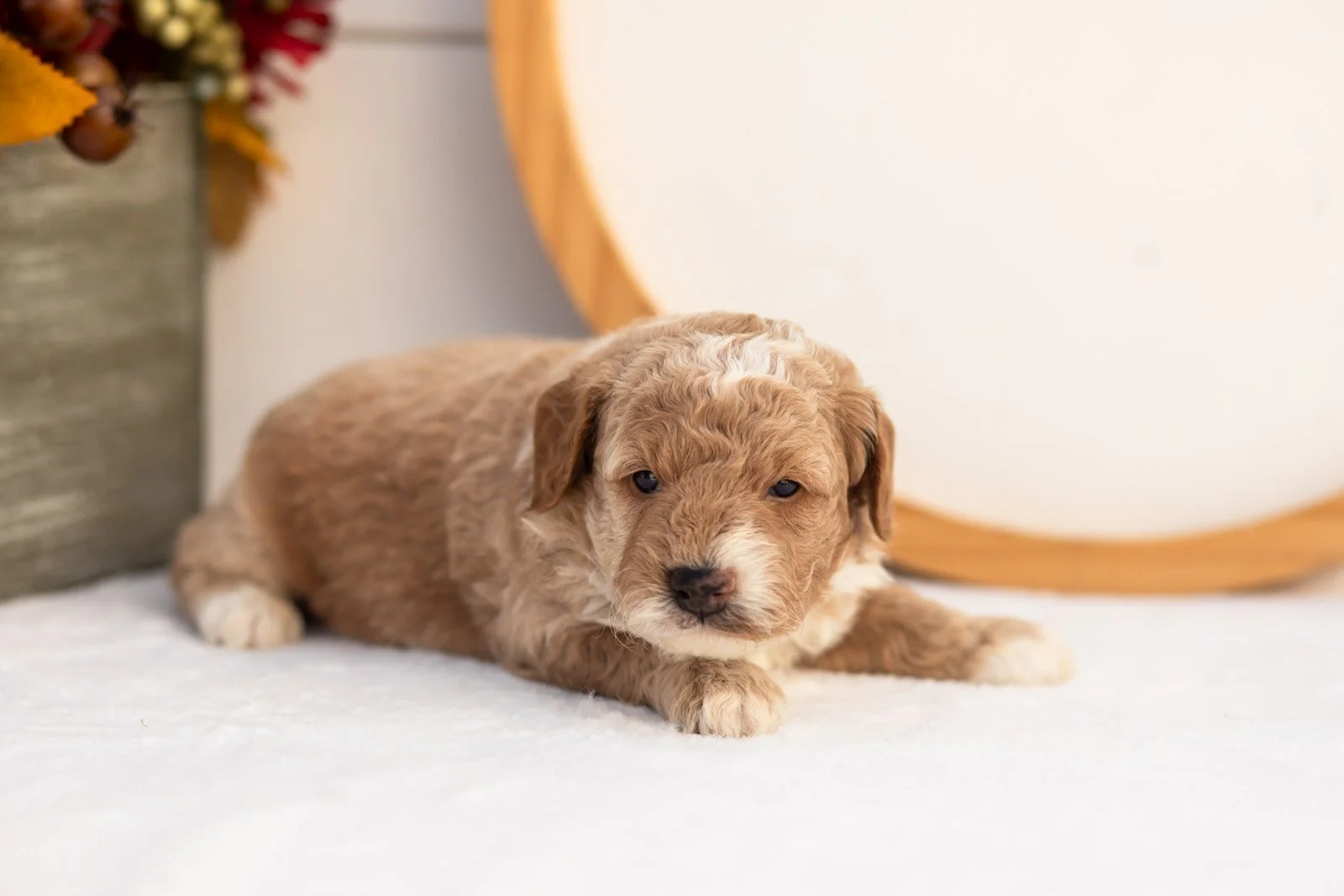 Red Delicious goldendoodle for sale(4).jpg