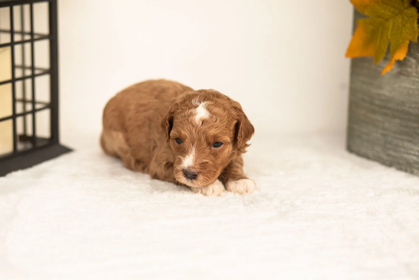 Jade goldendoodle for sale.jpg