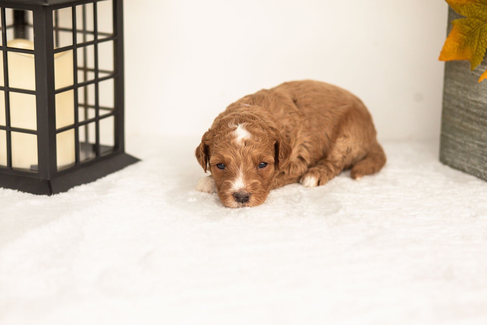 Jade goldendoodle for sale(1).jpg