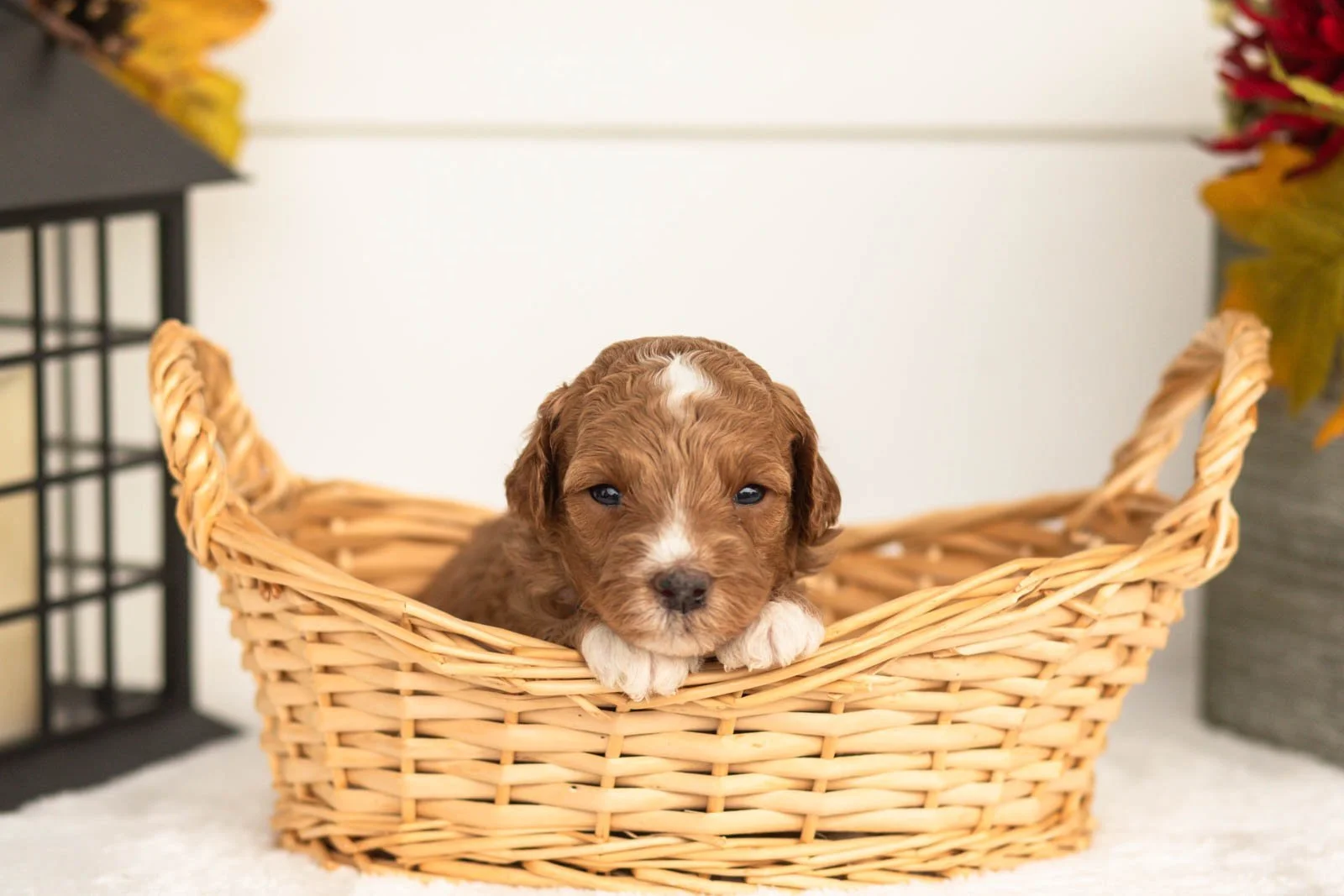 Jade goldendoodle for sale(4).jpg