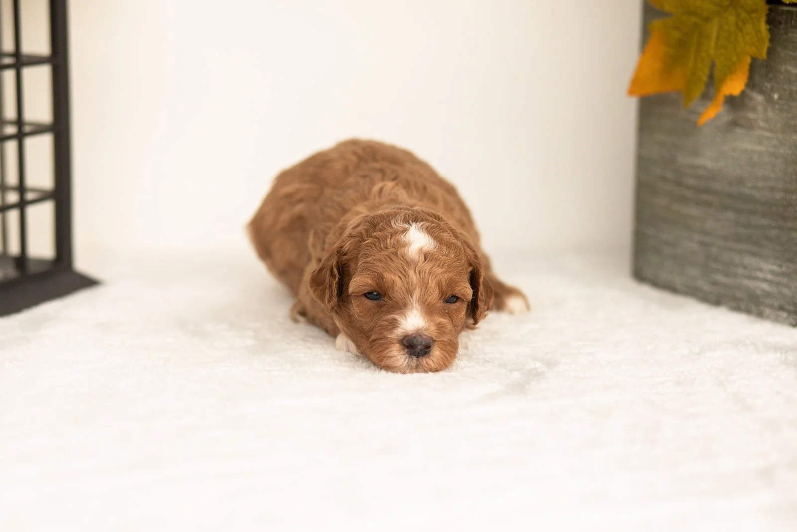 Jade goldendoodle for sale(2).jpg