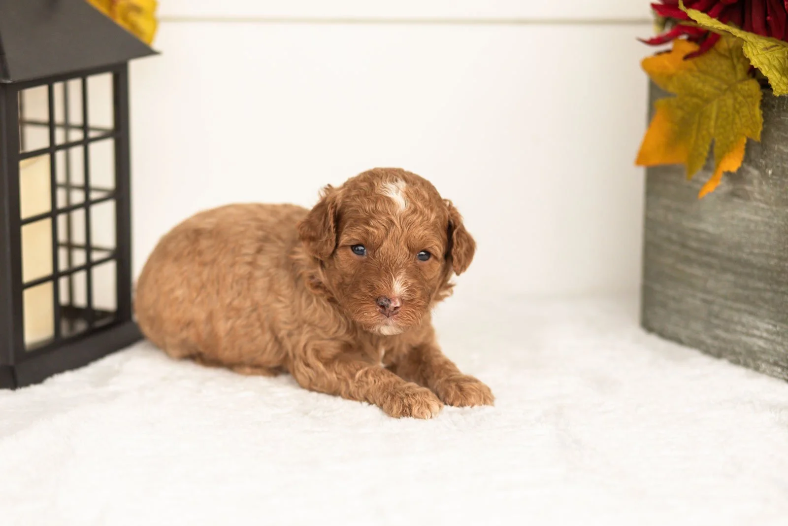 Juliet goldendoodle for sale.jpg
