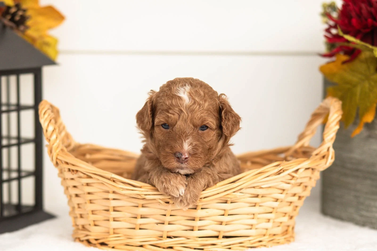 Juliet goldendoodle for sale(1).jpg