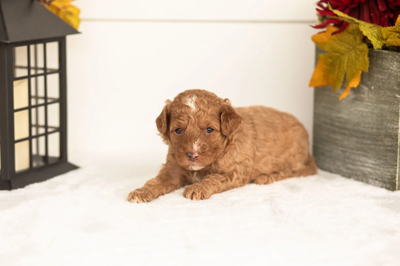 Juliet goldendoodle for sale(2).jpg
