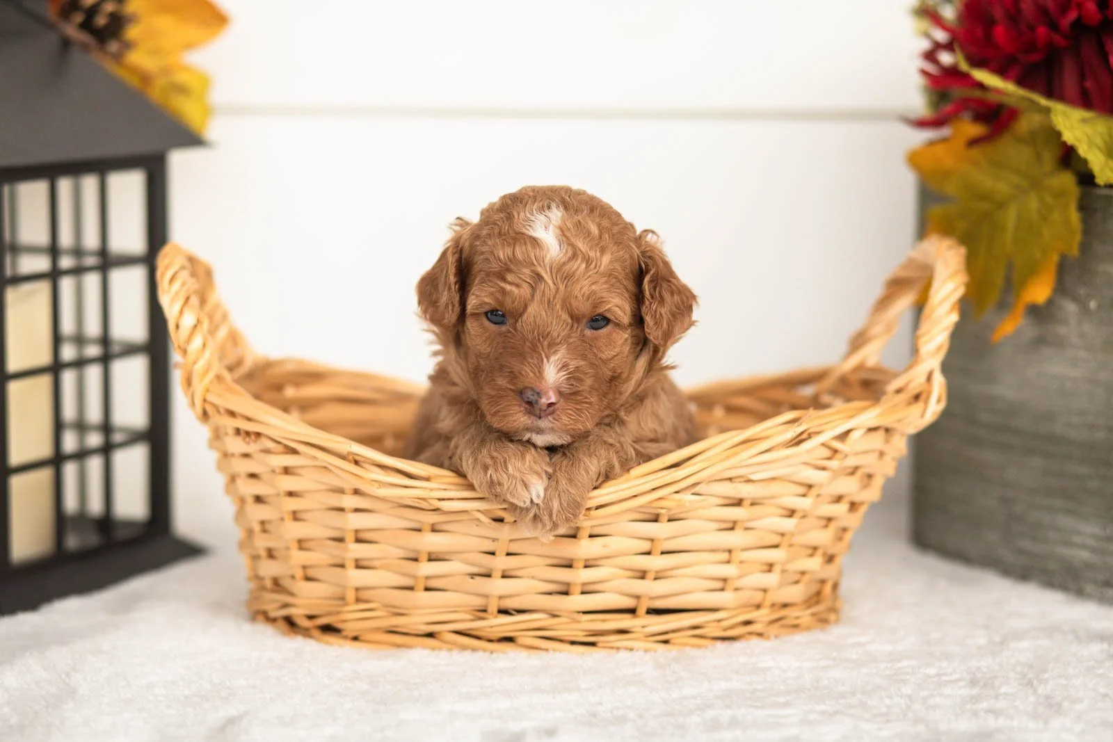 Juliet goldendoodle for sale(4).jpg