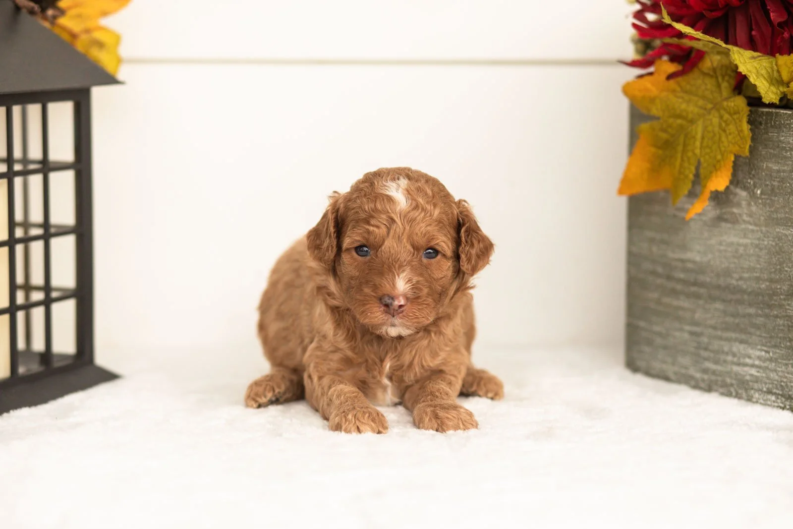 Juliet goldendoodle for sale(3).jpg