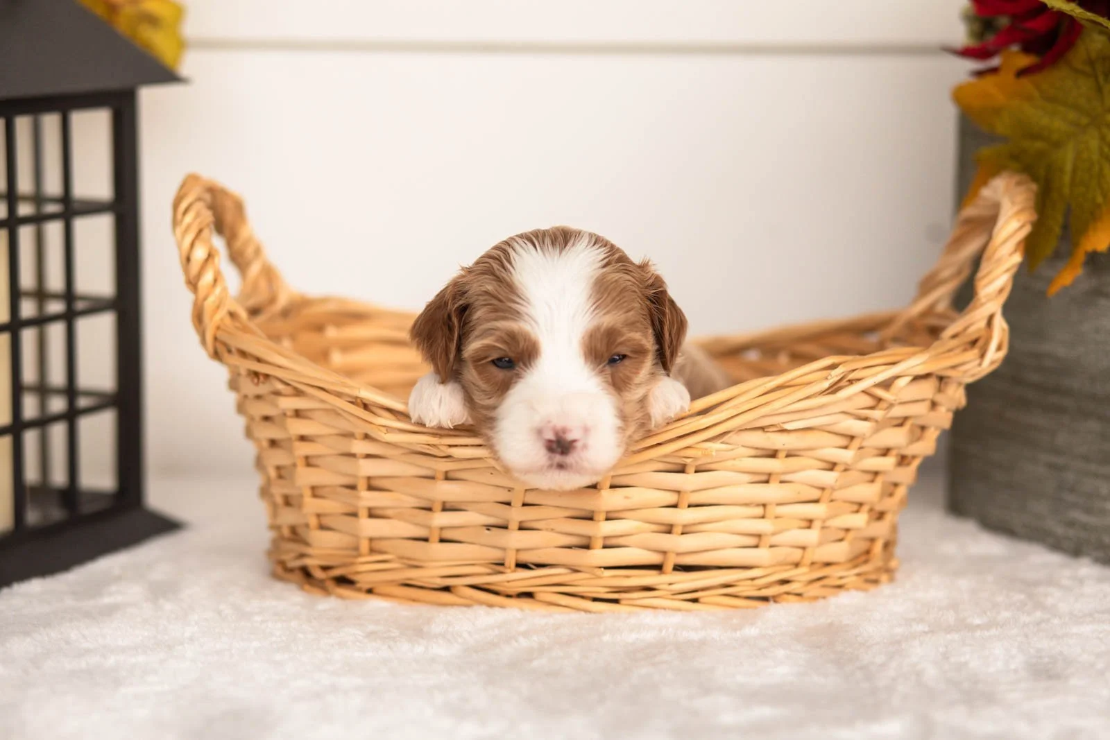 June goldendoodle for sale.jpg