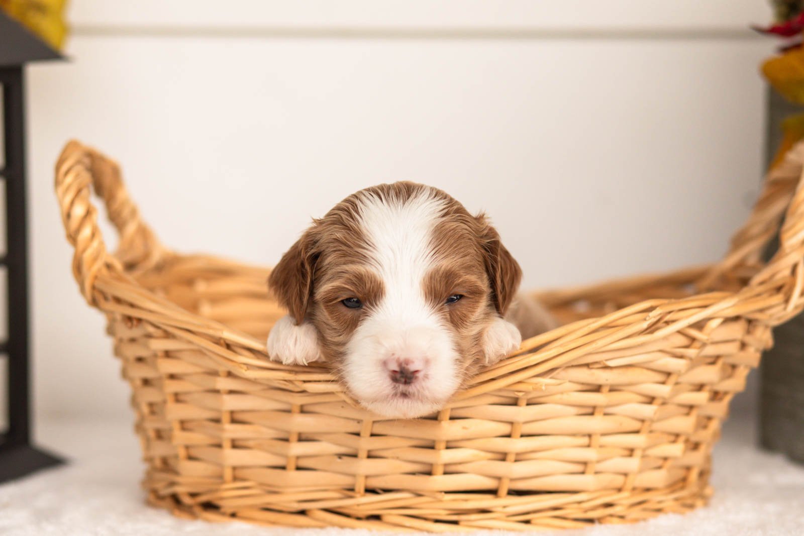 June goldendoodle for sale(1).jpg