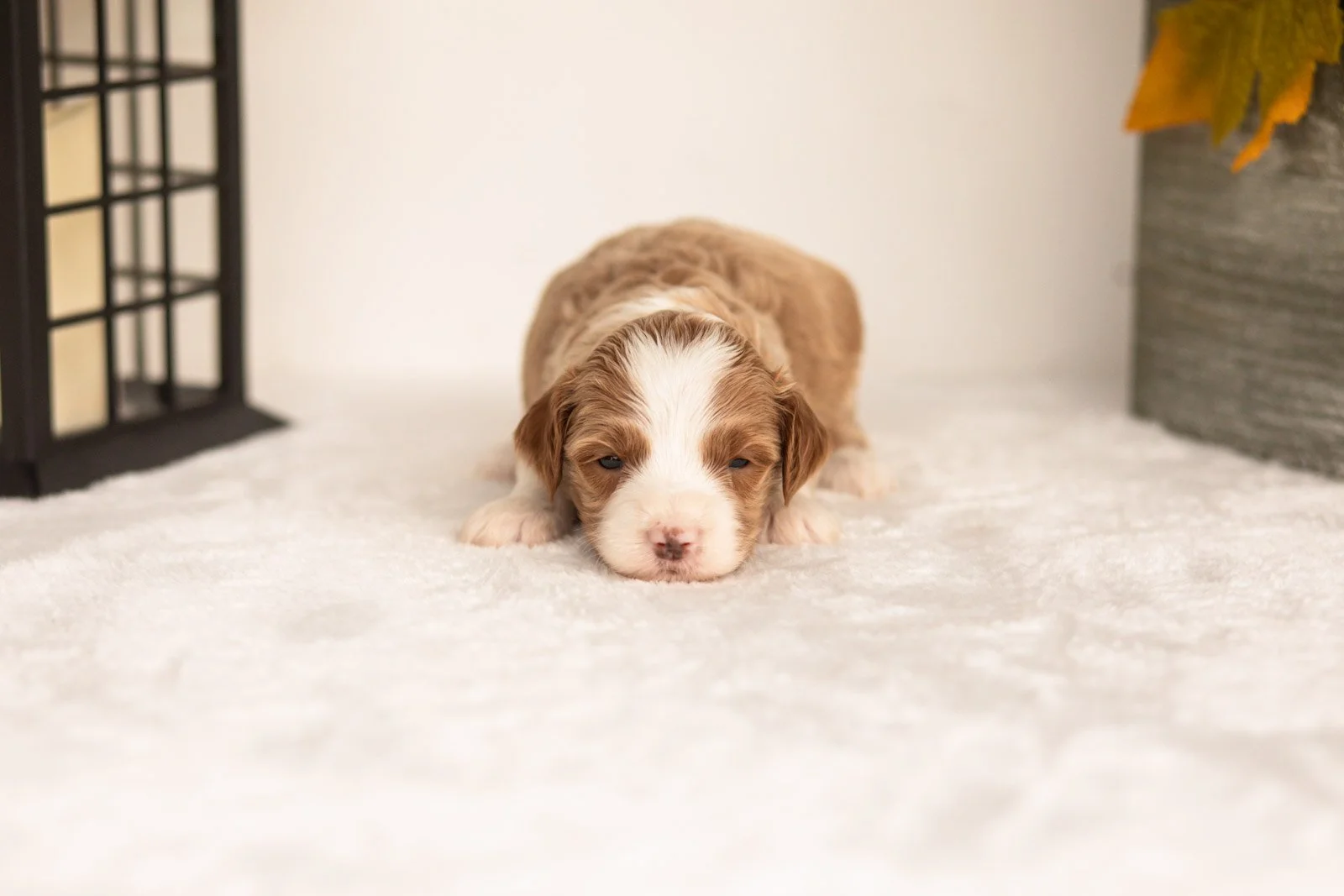 June goldendoodle for sale(2).jpg