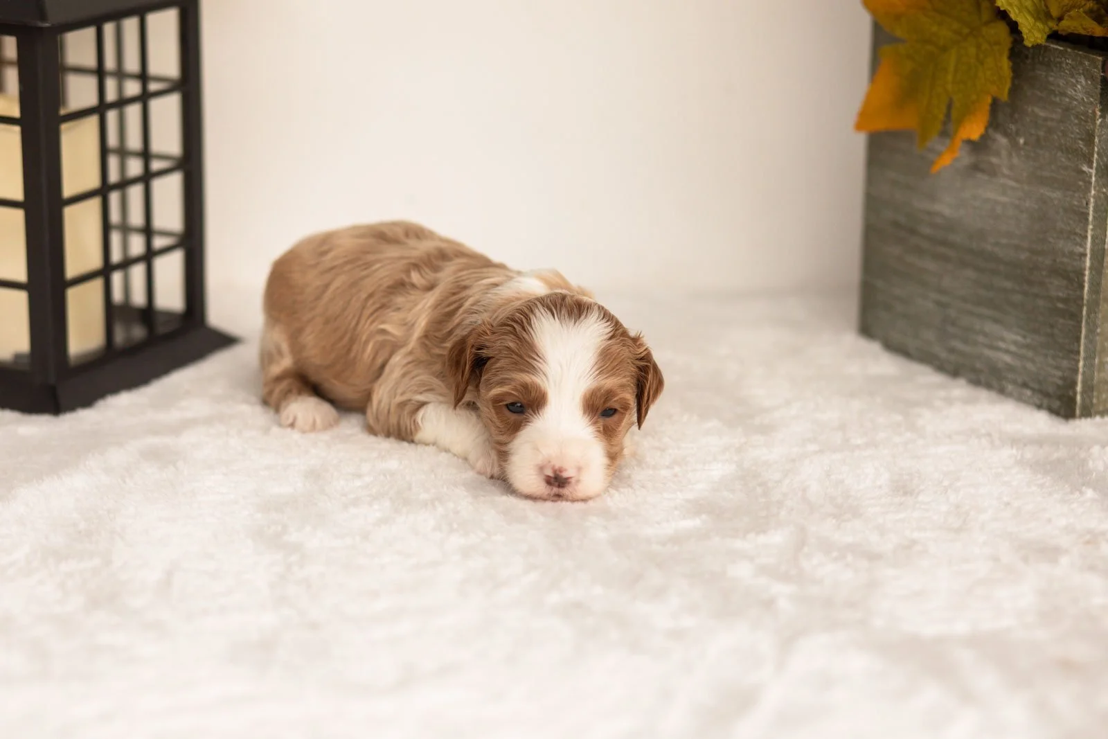 June goldendoodle for sale(3).jpg