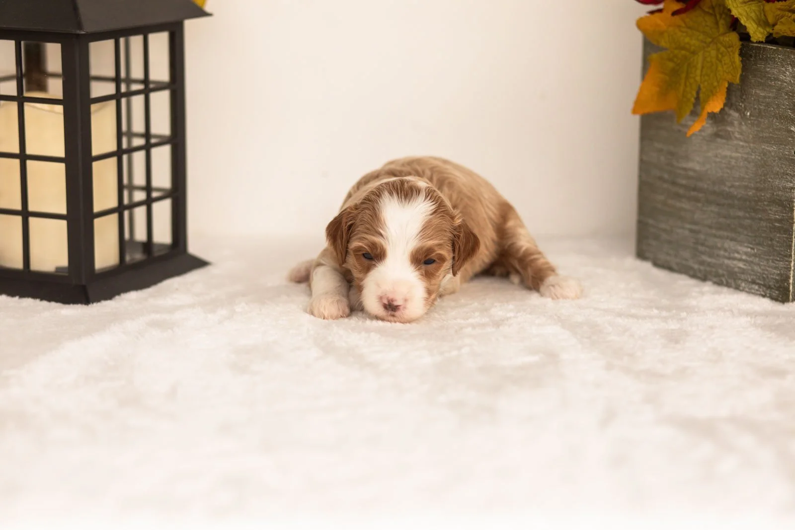 June goldendoodle for sale(4).jpg