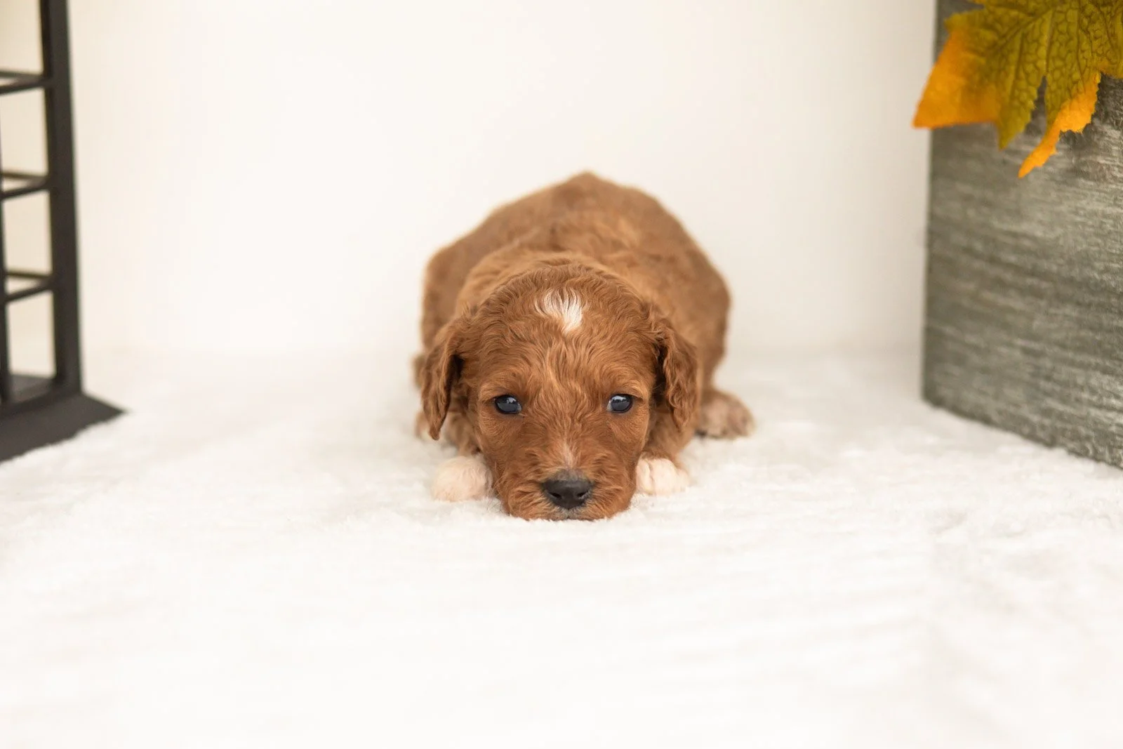 Juniper goldendoodle for sale.jpg