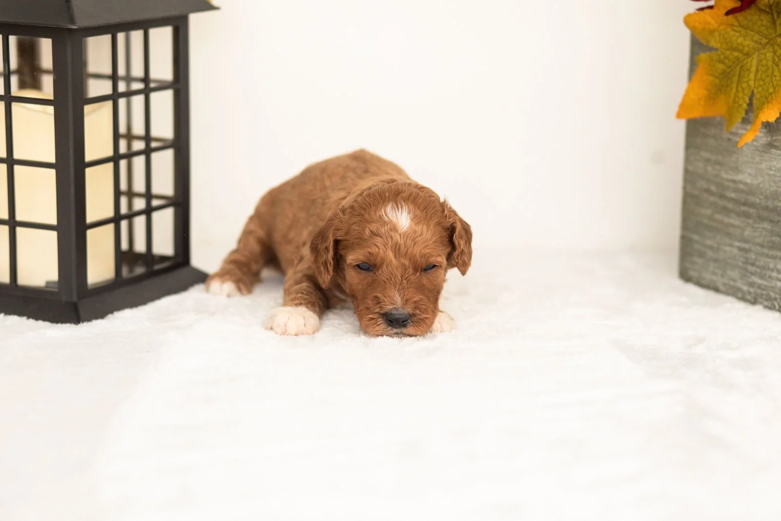 Juniper goldendoodle for sale(1).jpg