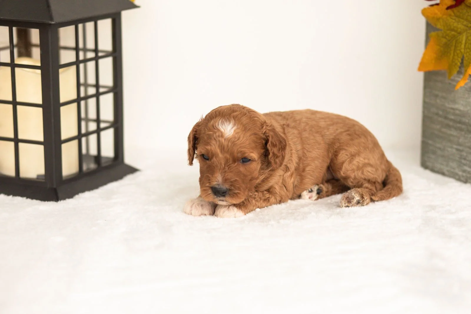 Juniper goldendoodle for sale(2).jpg