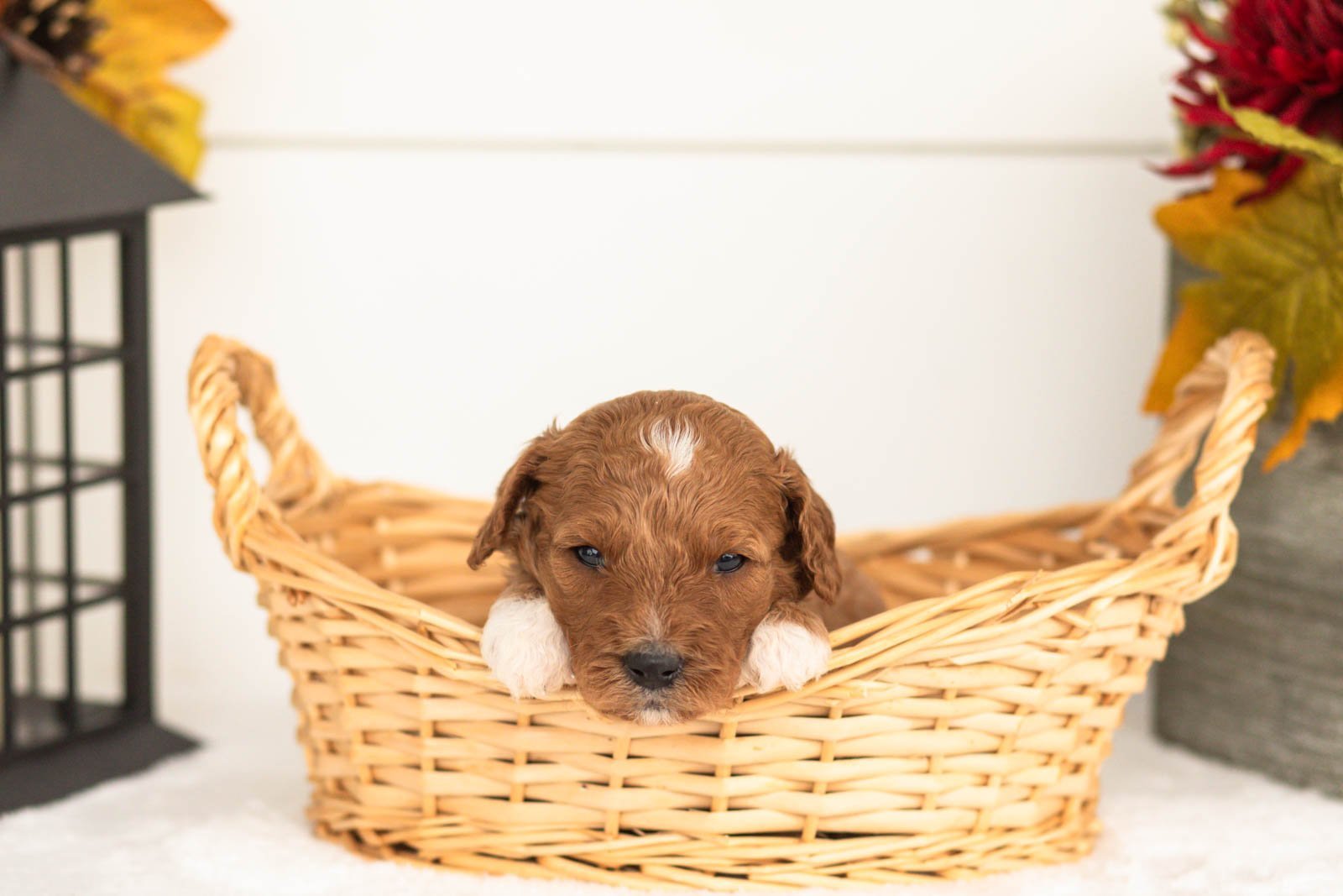 Juniper goldendoodle for sale(3).jpg