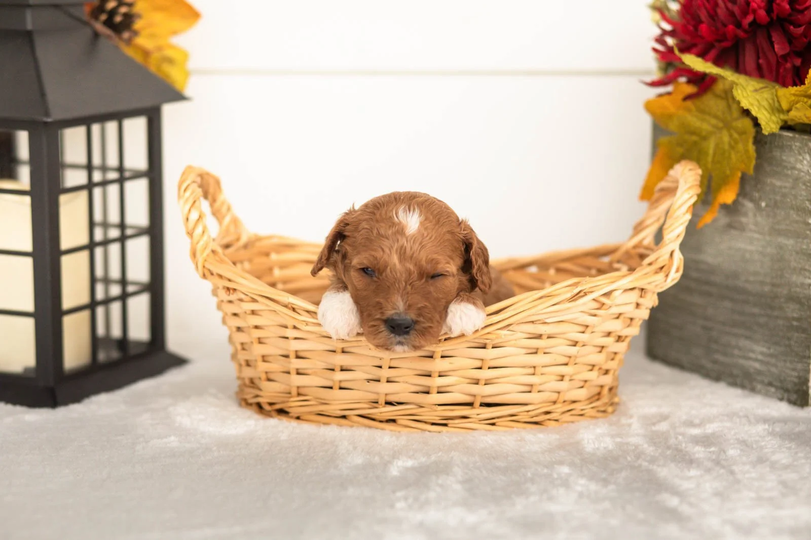 Juniper goldendoodle for sale(4).jpg