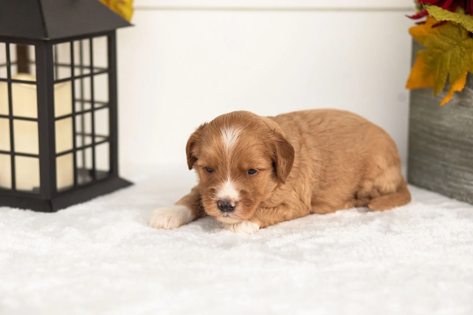 Jack goldendoodle for sale.jpg