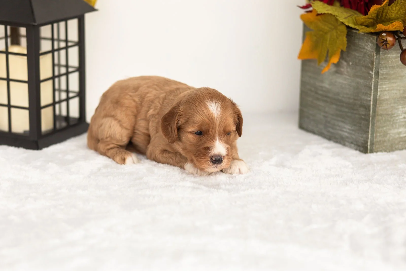 Jack goldendoodle for sale(1).jpg