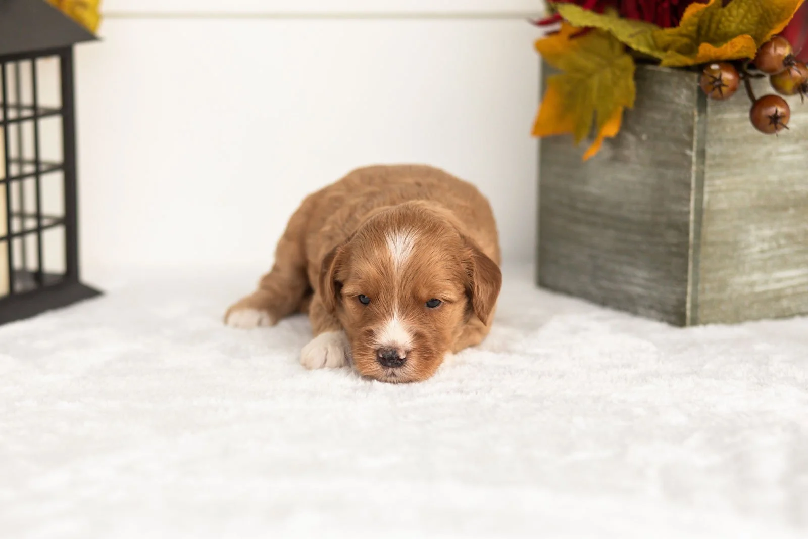 Jack goldendoodle for sale(2).jpg