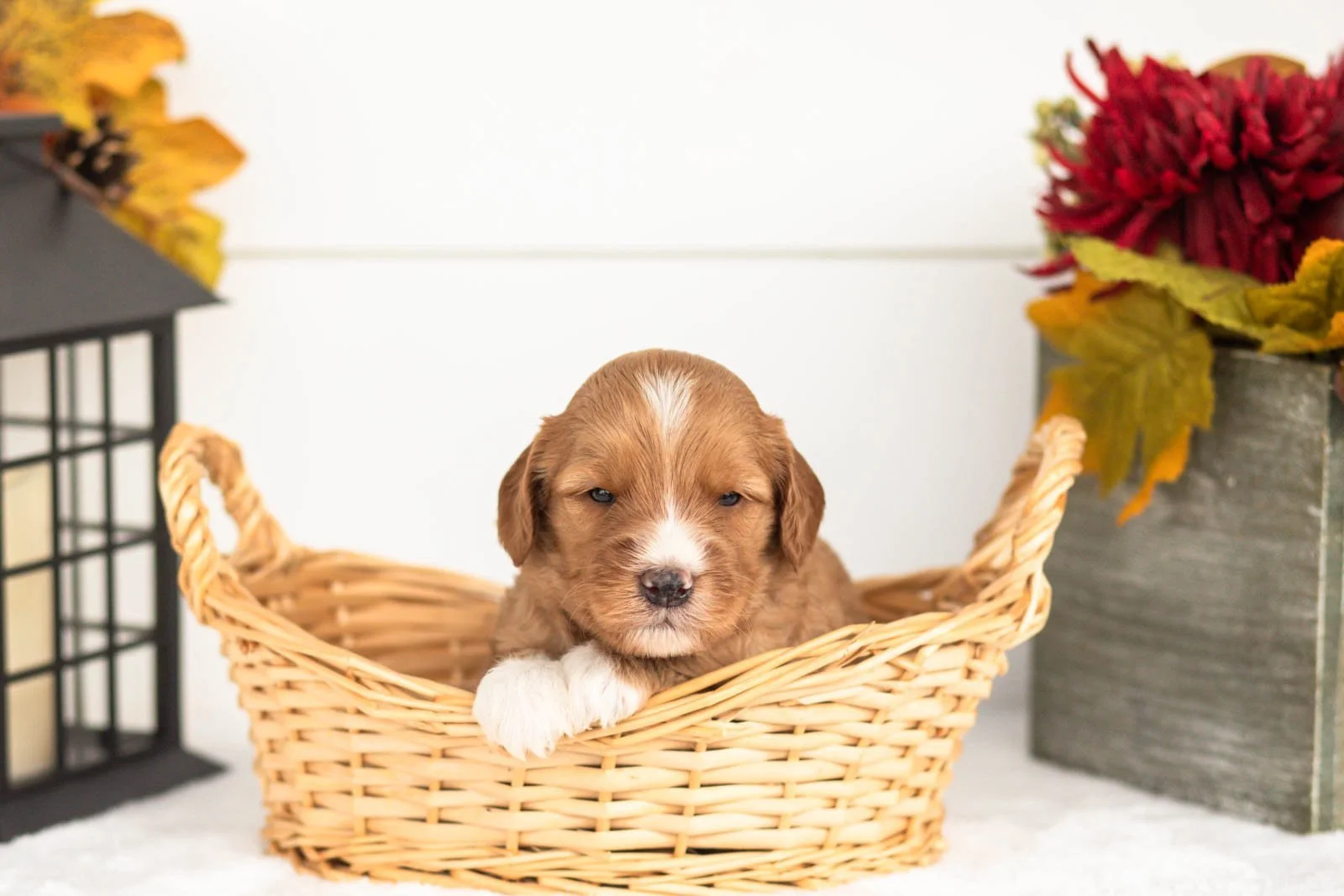 Jack goldendoodle for sale(3).jpg