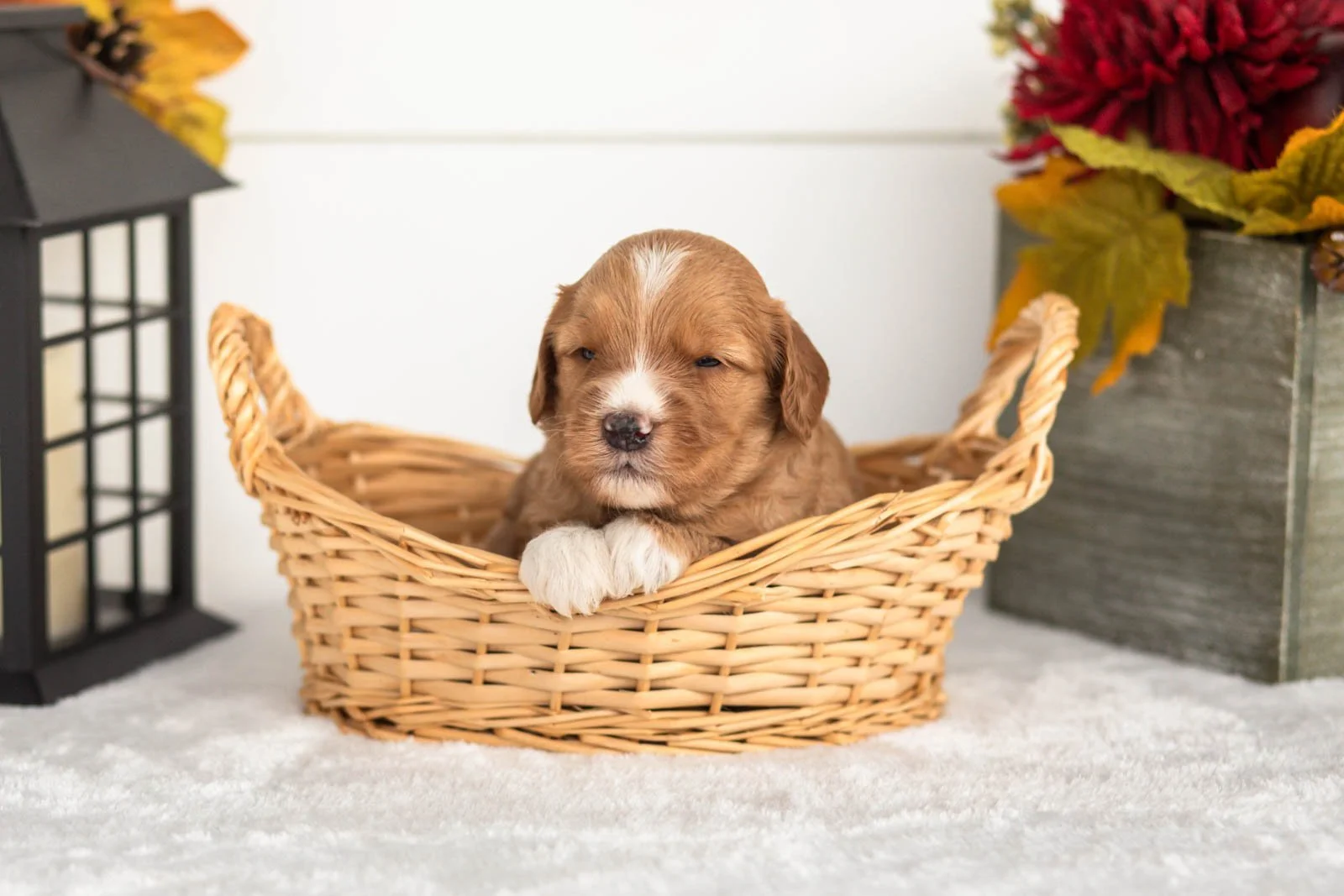 Jack goldendoodle for sale(4).jpg