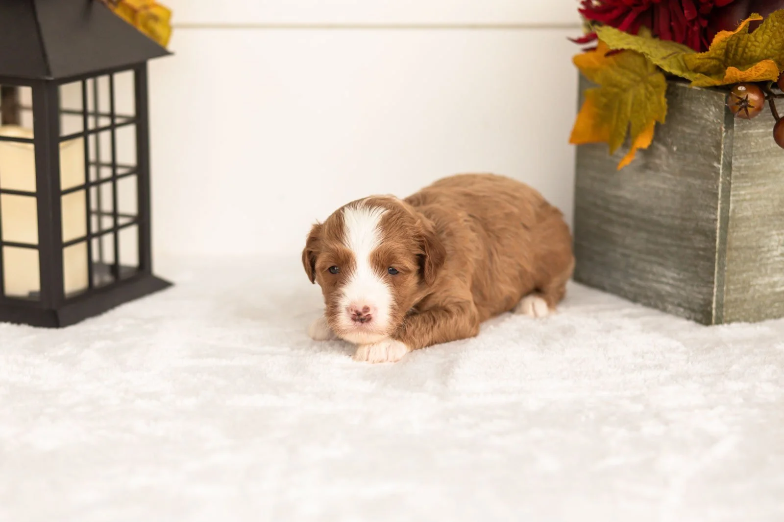 James goldendoodle for sale(3).jpg