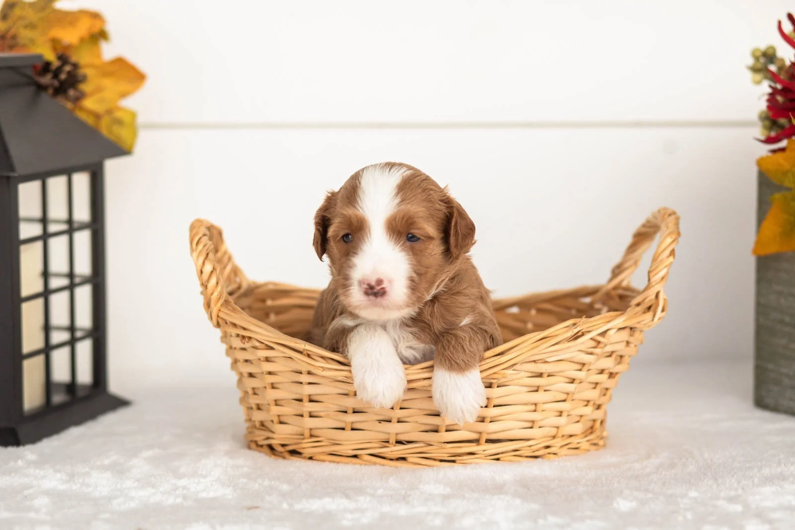 James goldendoodle for sale.jpg