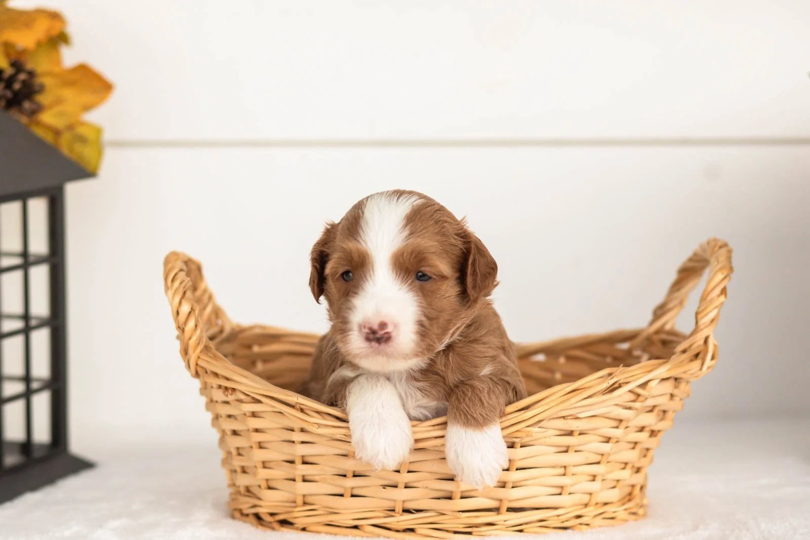 James goldendoodle for sale(1).jpg