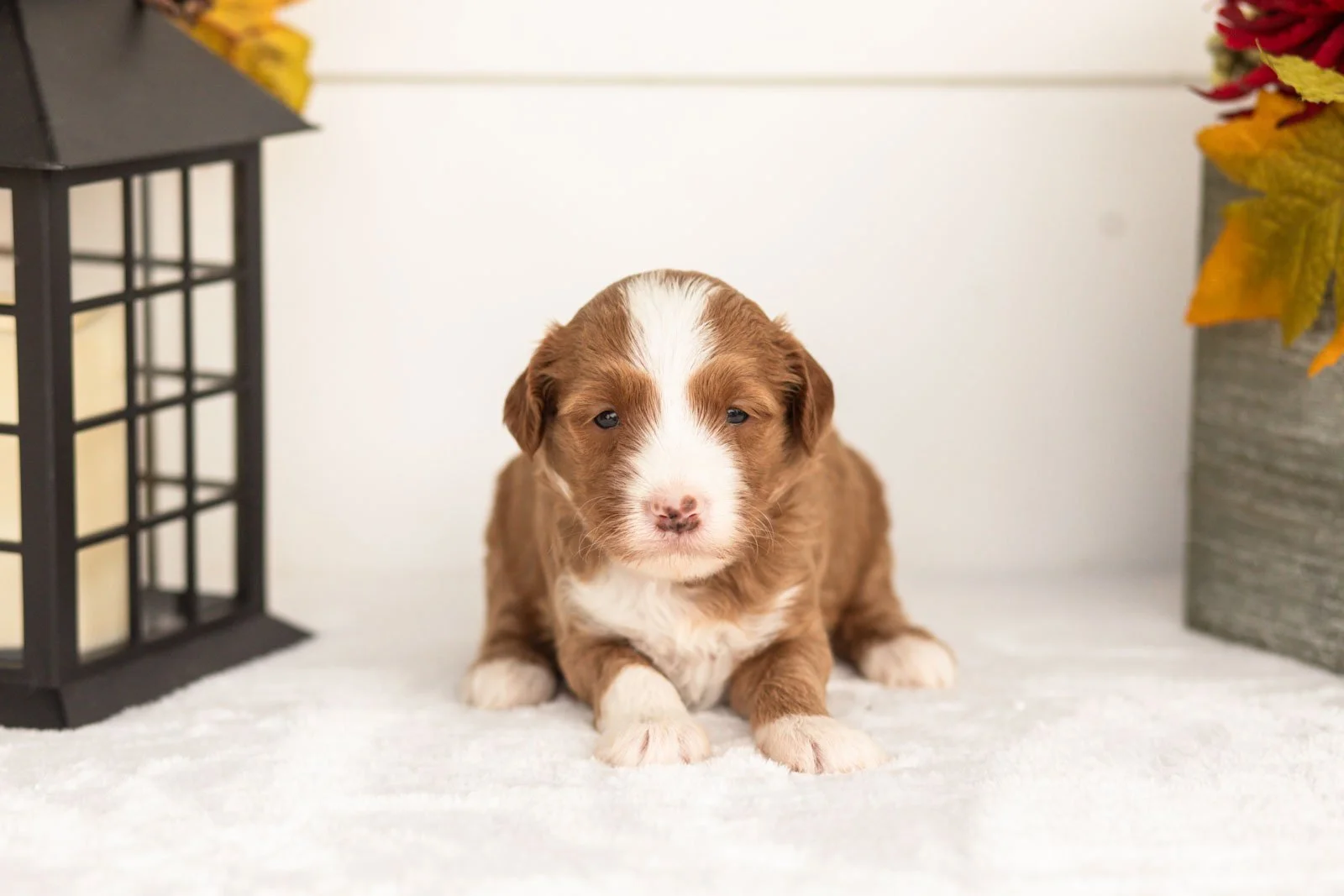 James goldendoodle for sale(2).jpg