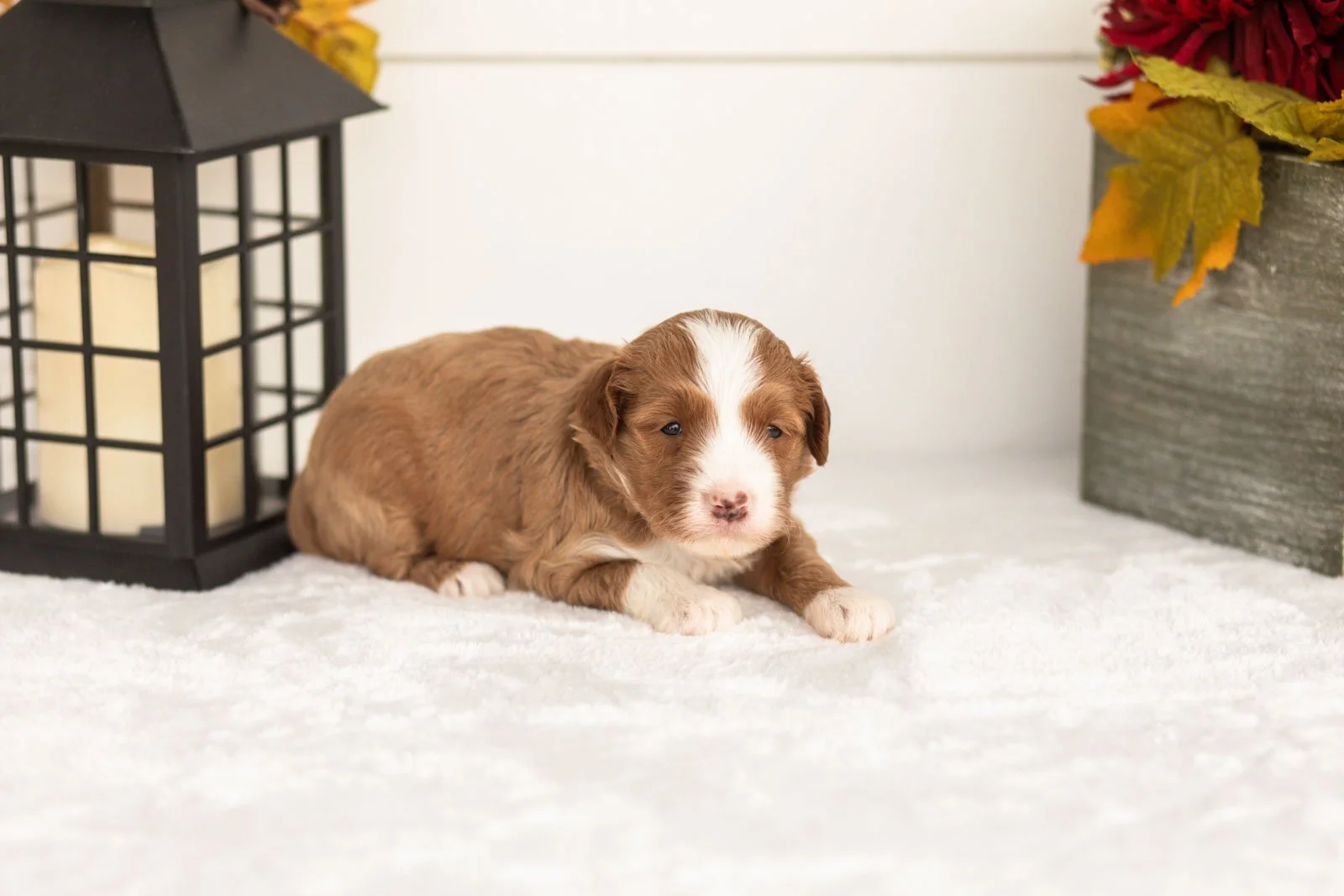 James goldendoodle for sale(4).jpg