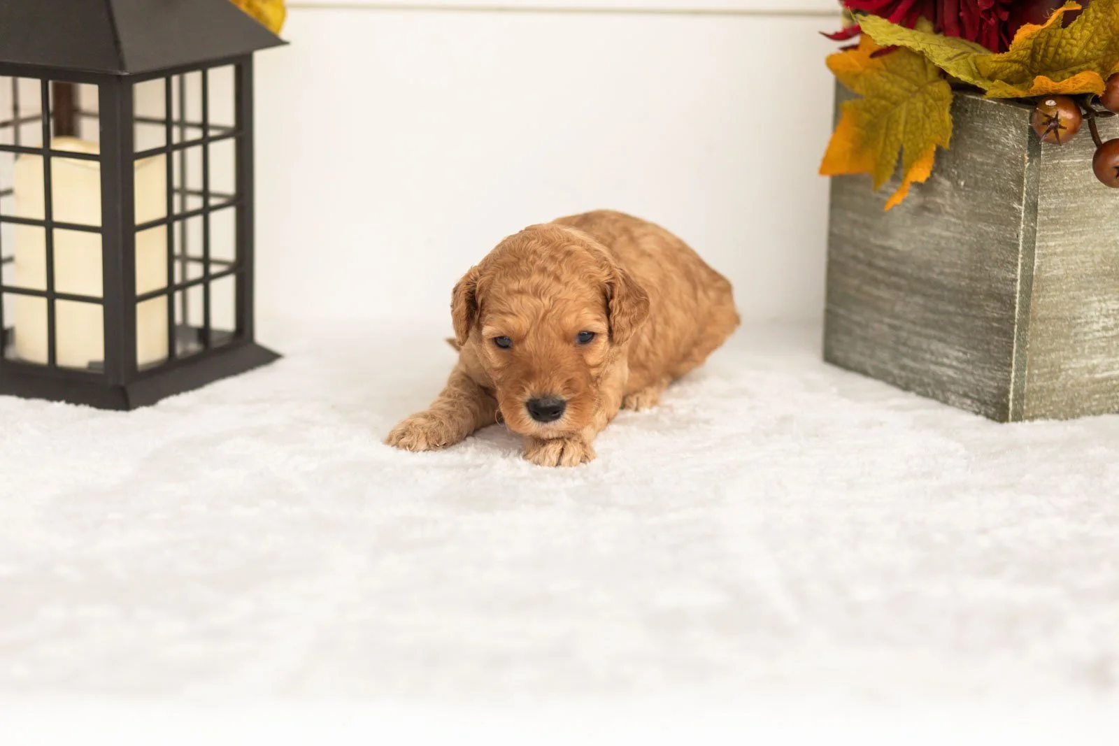 Jasper goldendoodle for sale.jpg