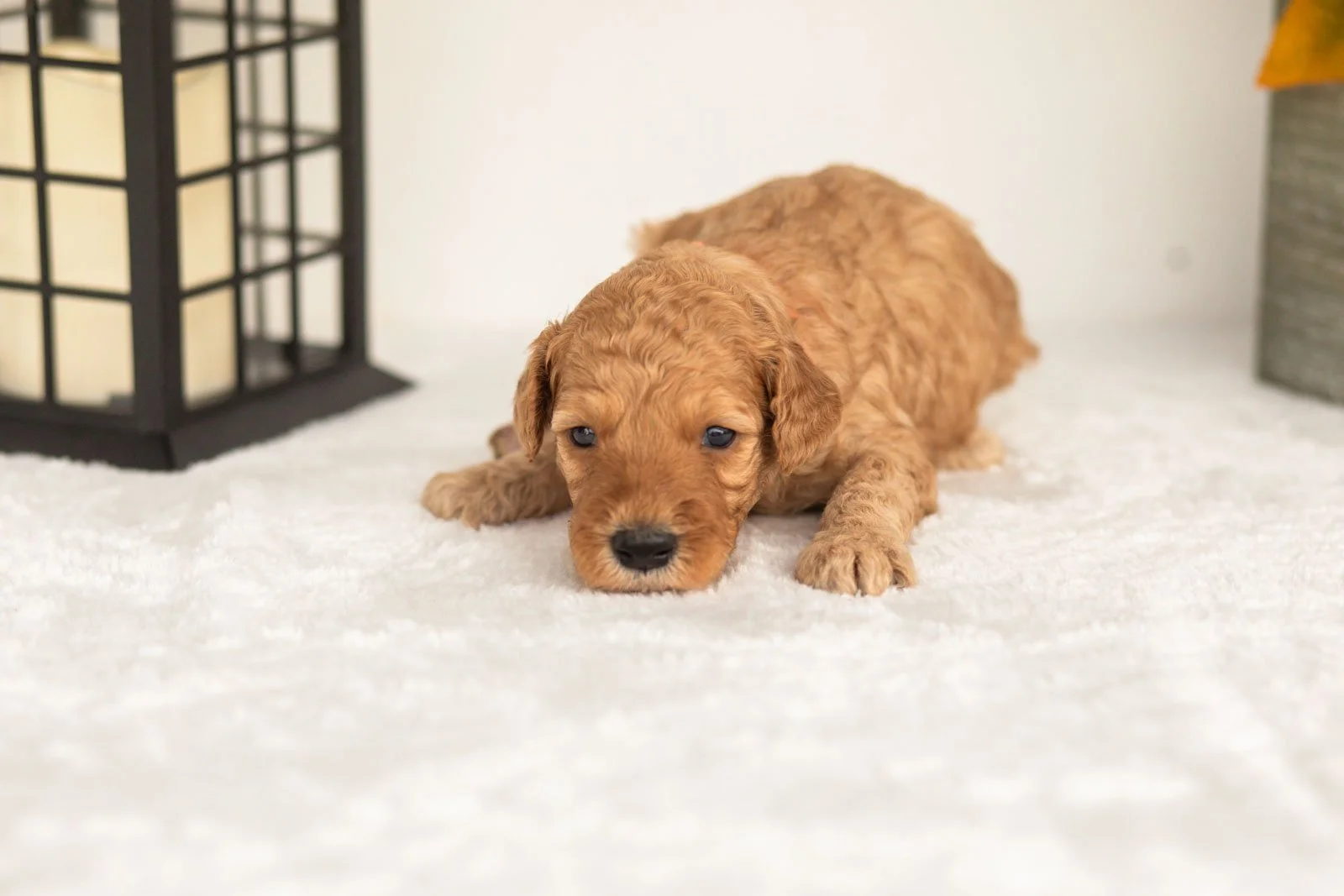 Jasper goldendoodle for sale(1).jpg