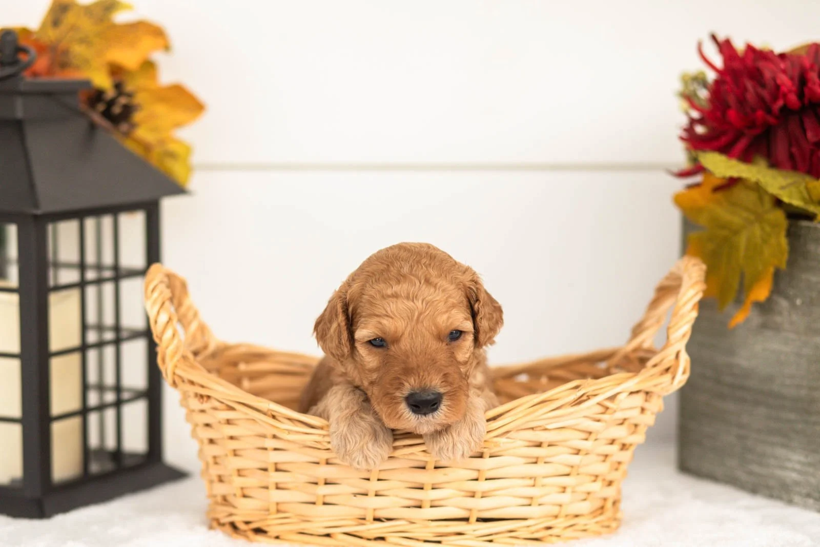 Jasper goldendoodle for sale(2).jpg