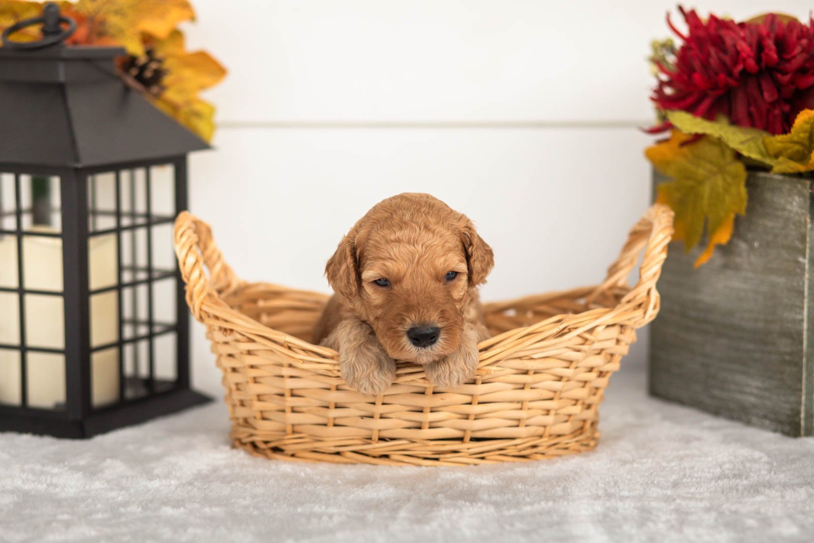 Jasper goldendoodle for sale(3).jpg