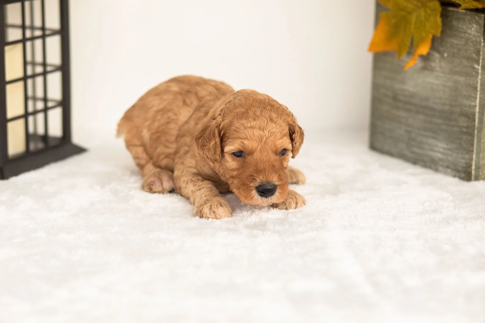 Jasper goldendoodle for sale(4).jpg