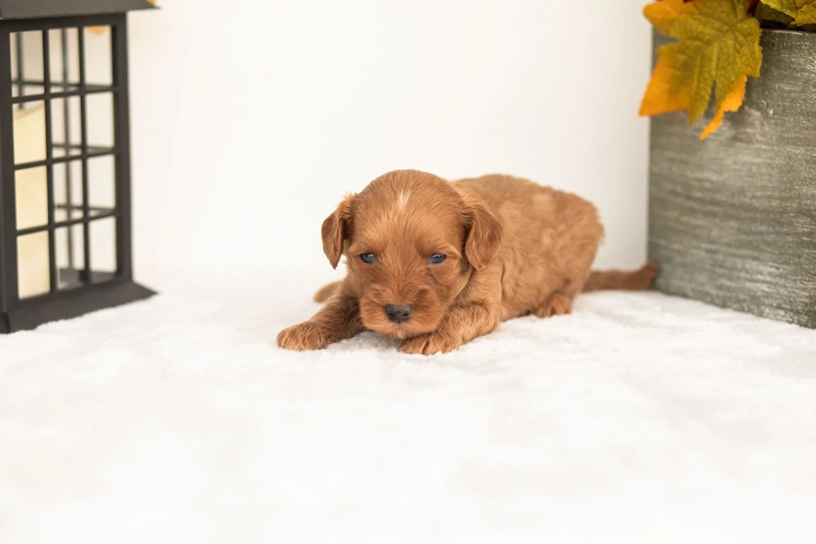 Jonah goldendoodle for sale.jpg