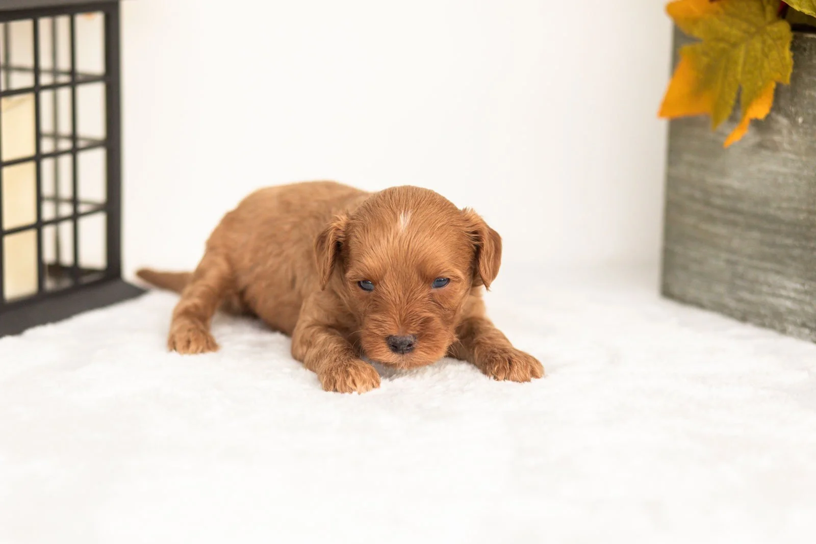Jonah goldendoodle for sale(1).jpg