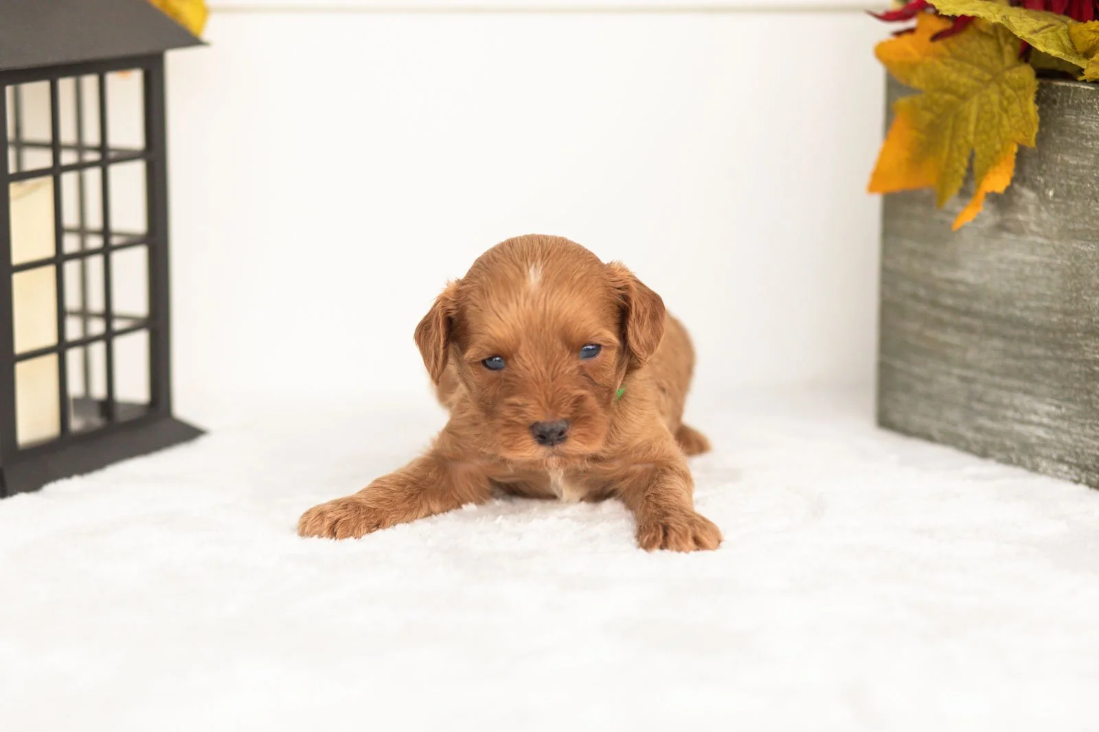 Jonah goldendoodle for sale(2).jpg