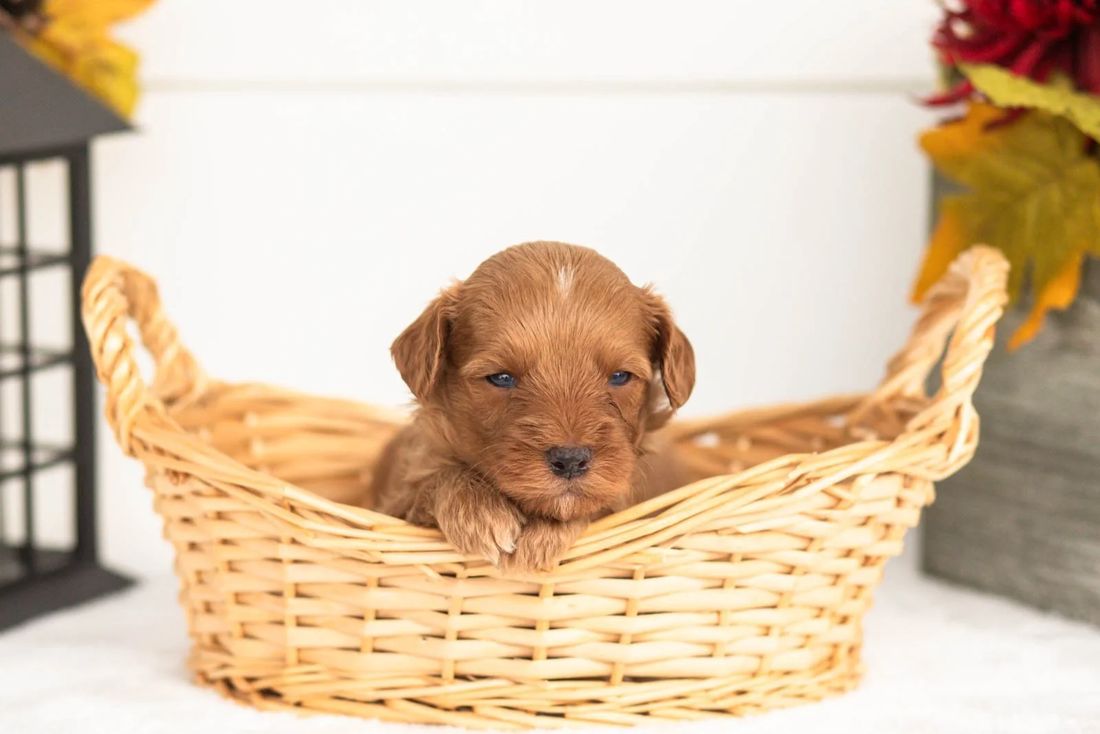 Jonah goldendoodle for sale(3).jpg