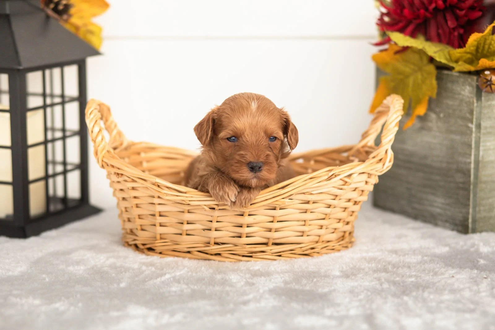Jonah goldendoodle for sale(4).jpg