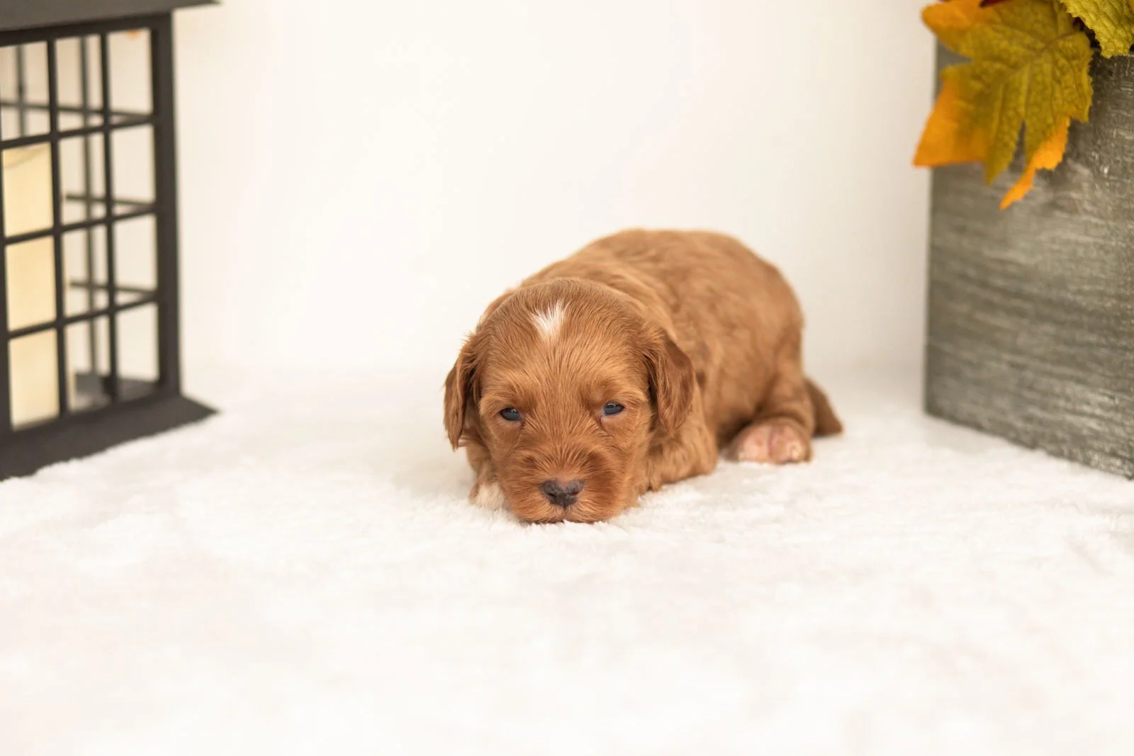 Josiah goldendoodle for sale.jpg
