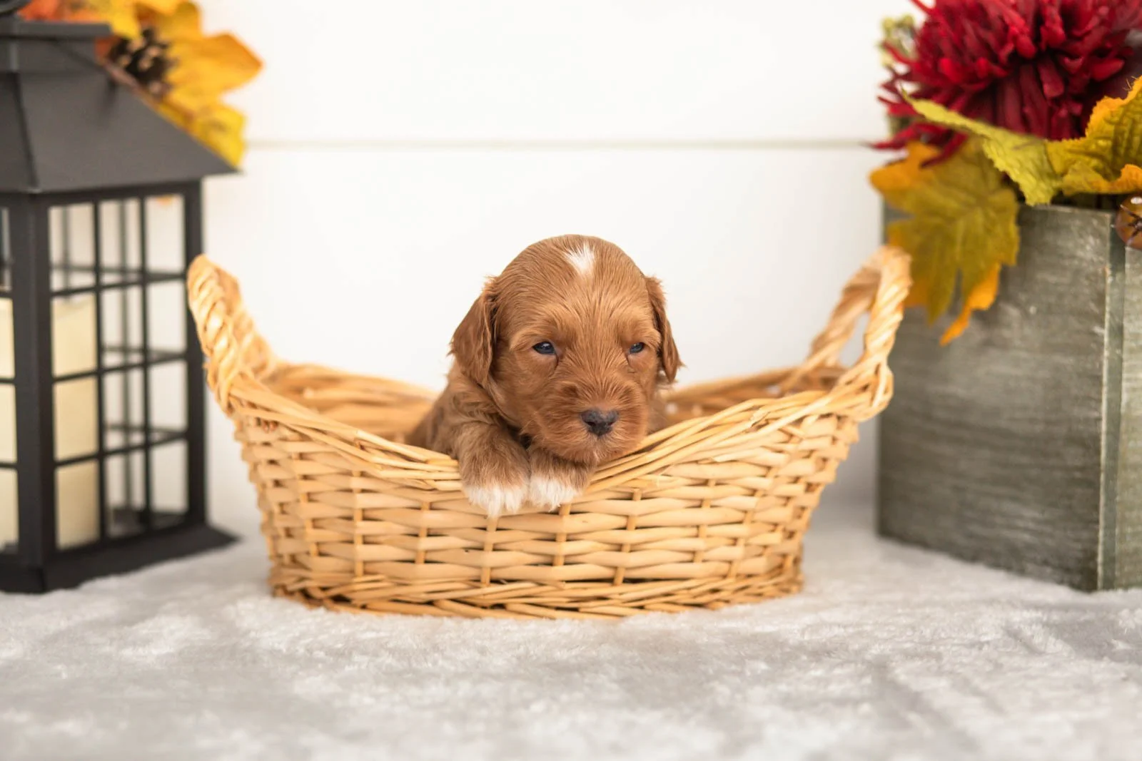 Josiah goldendoodle for sale(1).jpg