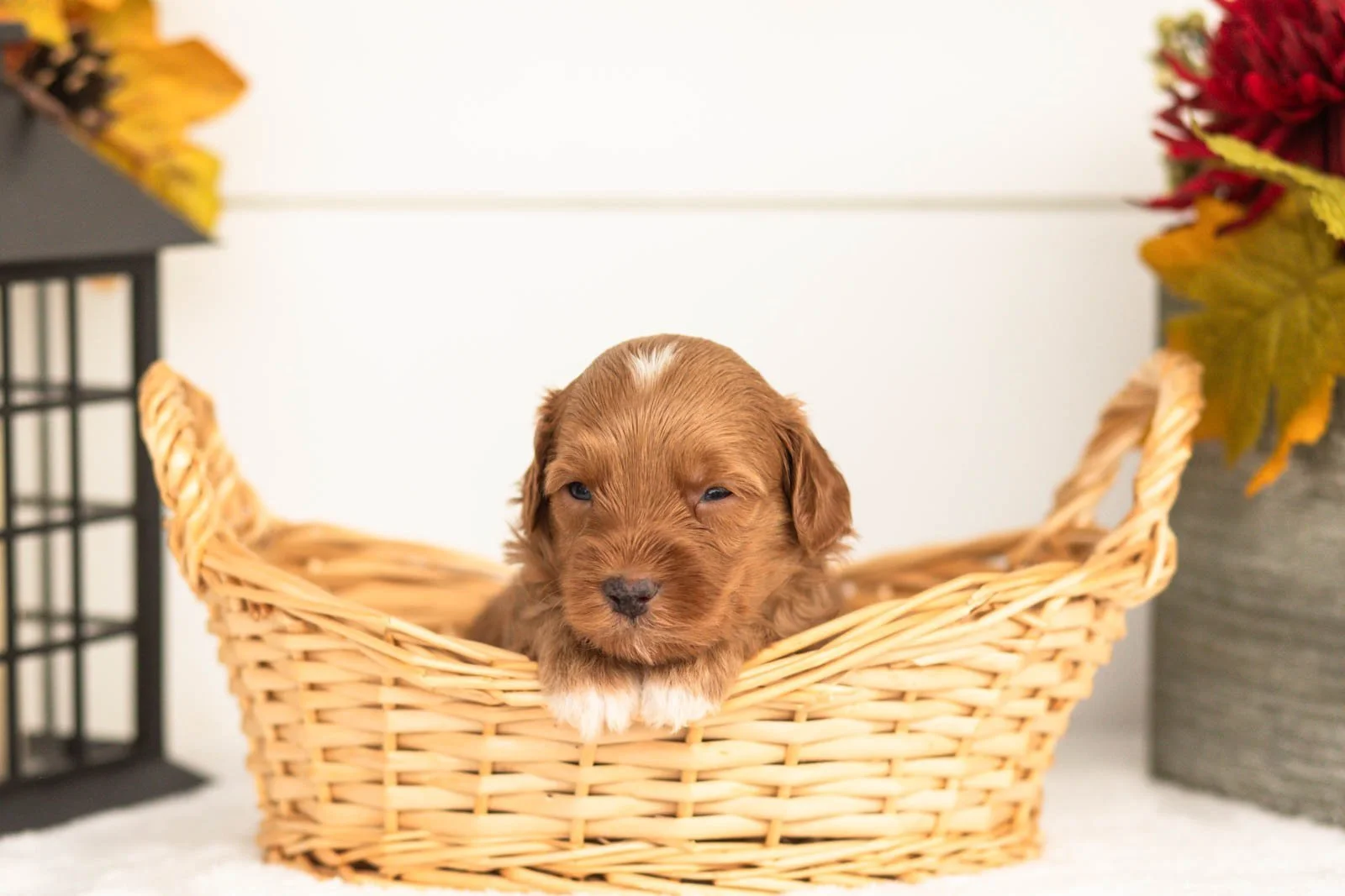 Josiah goldendoodle for sale(2).jpg