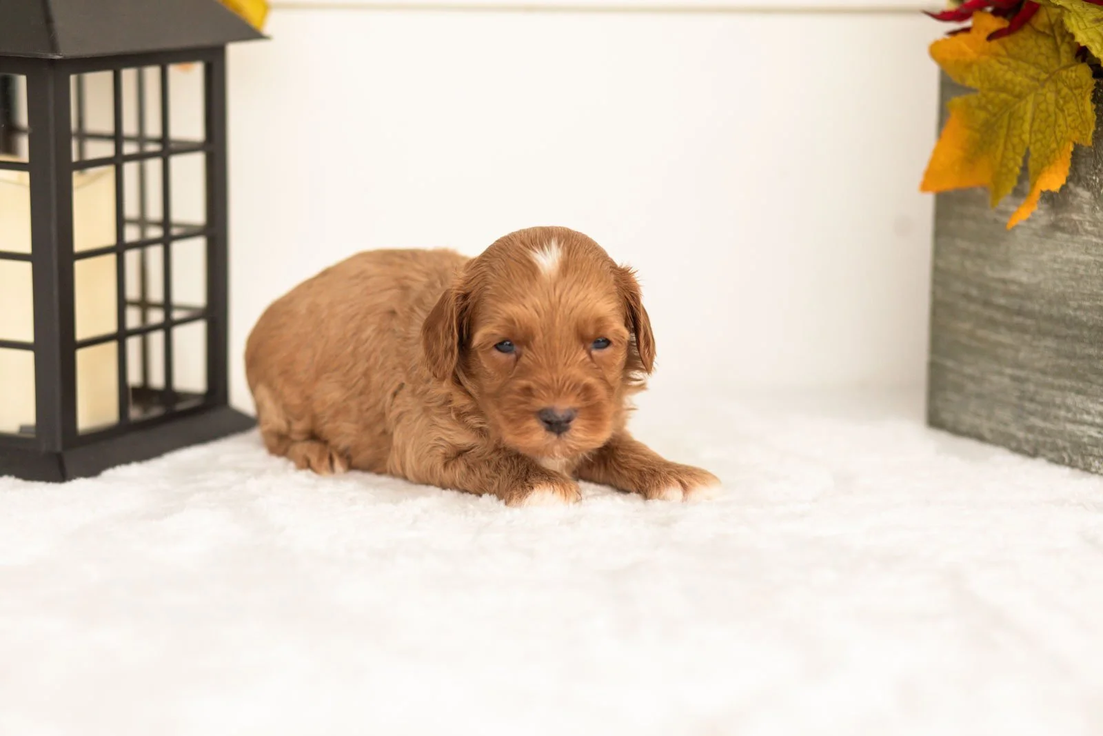 Josiah goldendoodle for sale(3).jpg