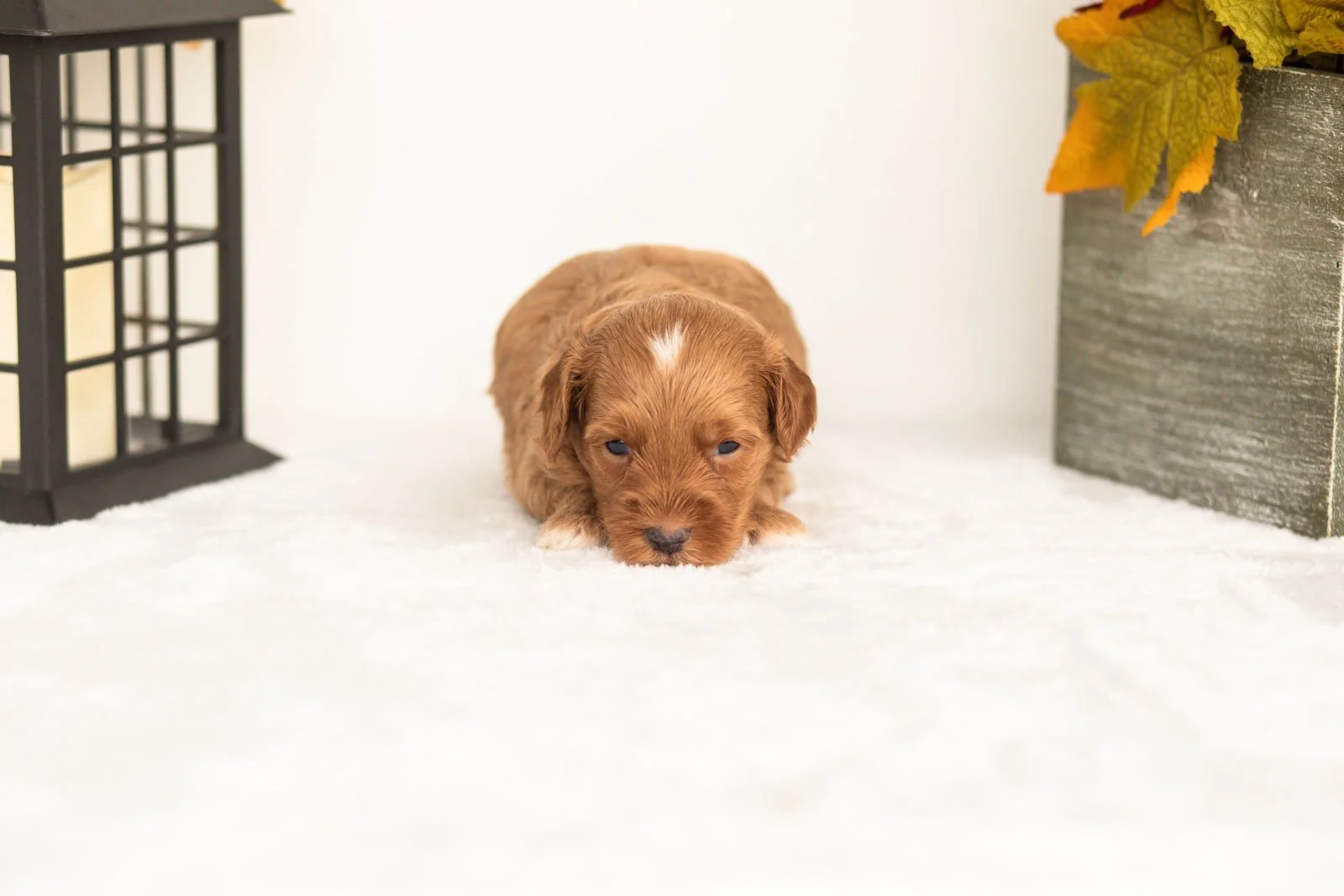 Josiah goldendoodle for sale(4).jpg